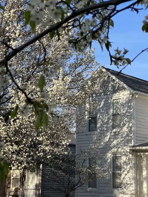 Spring's delicate bloom frames a sun-kissed home.
